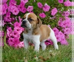 Puppy 3 Beagle-English Bulldog Mix
