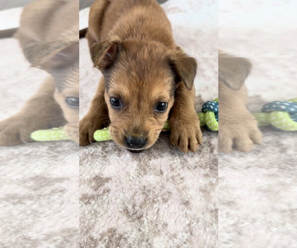 Medium Photo #2 German Shepherd Dog-Unknown Mix Puppy For Sale in The Woodlands, TX, USA