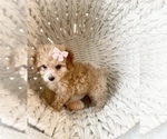 Small Photo #11 Poodle (Toy) Puppy For Sale in VIRGINIA BEACH, VA, USA