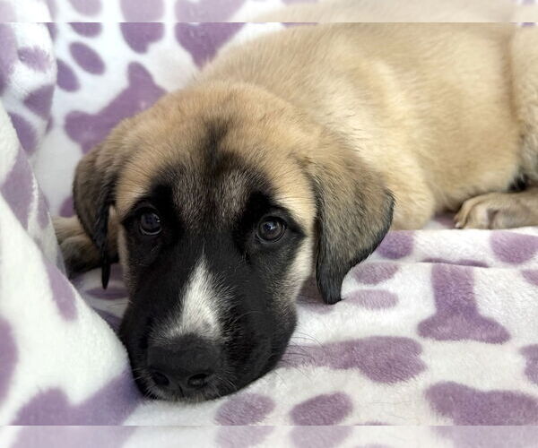 Medium Photo #3 Mutt Puppy For Sale in Goodyear, AZ, USA