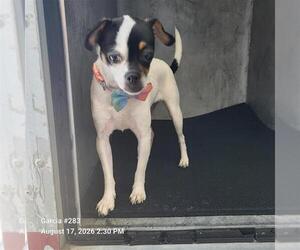 Chihuahua-Unknown Mix Dogs for adoption in San Antonio, TX, USA