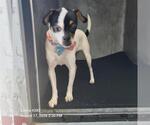 Small Chihuahua Mix