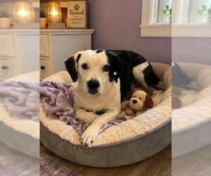 Dalmatian Dogs for adoption in Globe, AZ, USA