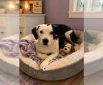 SHADOW - Female Dalmatian Dog for Adoption - Small photo