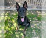 Small #2 German Shepherd Dog