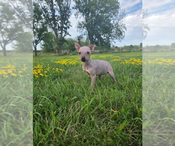 Medium Photo #8 American Hairless Terrier Puppy For Sale in MEDFORD, MA, USA