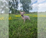 Small #7 American Hairless Terrier