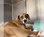 Small #1 Boxer Mix