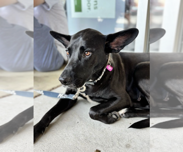 Medium Photo #3 Mutt Puppy For Sale in Rockville, MD, USA