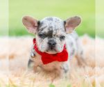 Small #2 French Bulldog