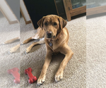 Small Photo #1 Labrador Retriever Puppy For Sale in ATHENS, WI, USA