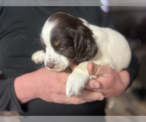 English Springer Spaniel Puppy for sale in KELSO, WA, USA