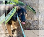 Small Photo #3 Australian Shepherd-Unknown Mix Puppy For Sale in Newport Beach, CA, USA