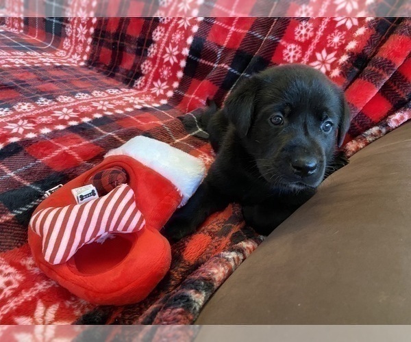 Medium Photo #3 Labrador Retriever Puppy For Sale in PALM COAST, FL, USA