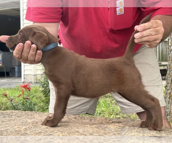Medium Photo #1 Labrador Retriever Puppy For Sale in LADDONIA, MO, USA
