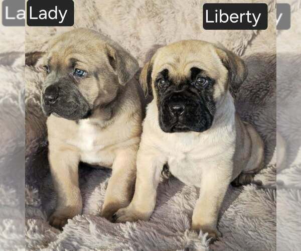 Medium Photo #5 Cane Corso Puppy For Sale in MINERAL WELLS, WV, USA