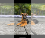 Small Photo #2 German Shepherd Dog Puppy For Sale in WELLINGTON, FL, USA