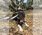 Small Photo #12 Bulldog-Labrador Retriever Mix Puppy For Sale in Sanford, FL, USA