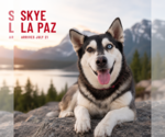 Small Siberian Husky Mix