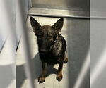 Small German Shepherd Dog