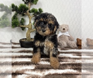 YorkiePoo Puppy for sale in FRANKLIN, IN, USA
