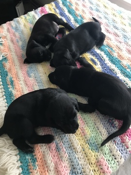 Medium Photo #1 Bluetick Coonhound-Labrador Retriever Mix Puppy For Sale in STANFIELD, NC, USA