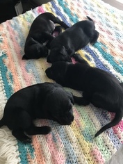 Bluetick Coonhound-Labrador Retriever Mix Dogs for adoption in STANFIELD, NC, USA
