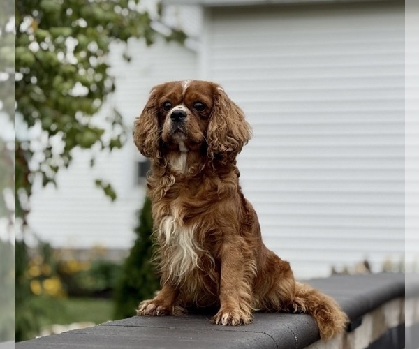 Medium Photo #1 Cavapoo (Miniature) Puppy For Sale in MILLERSBURG, OH, USA