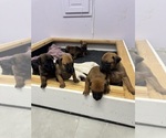Small #5 Belgian Malinois-Rhodesian Ridgeback Mix