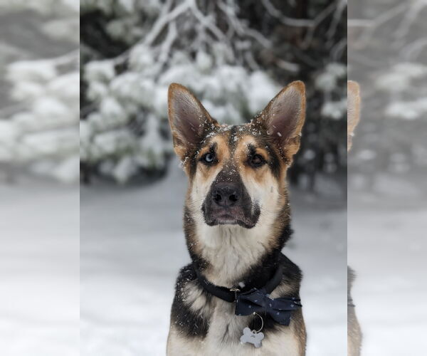 Medium Photo #2 Gerberian Shepsky Puppy For Sale in Woodland, CA, USA