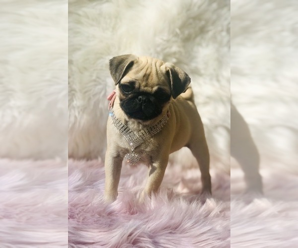 Medium Photo #9 Pug Puppy For Sale in CANTON, CT, USA