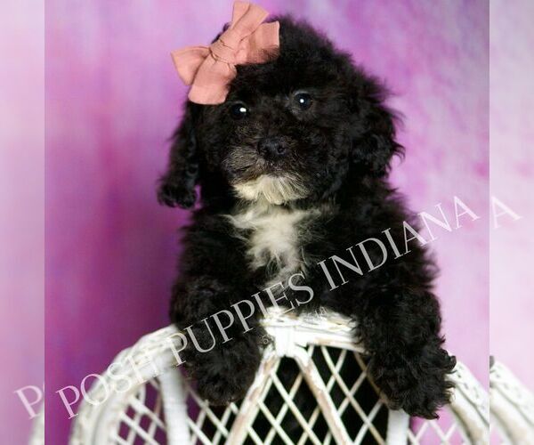 Medium Photo #4 Poodle (Toy) Puppy For Sale in WARSAW, IN, USA
