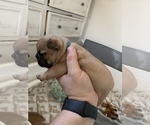Small Photo #5 French Bulldog Puppy For Sale in POWHATAN, VA, USA