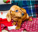 Small #4 Dachshund
