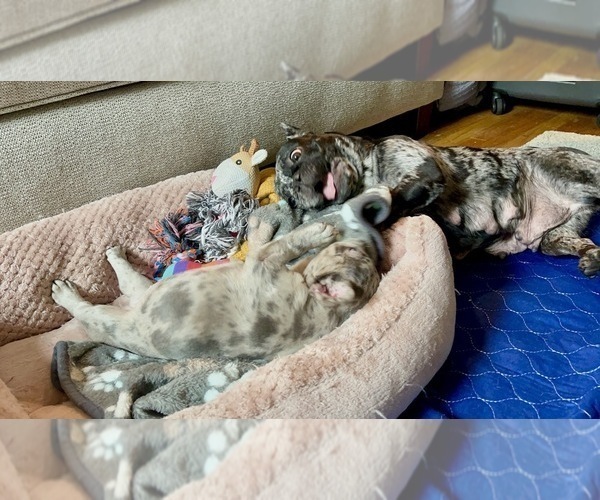 Medium Photo #6 French Bulldog Puppy For Sale in PHILADELPHIA, PA, USA