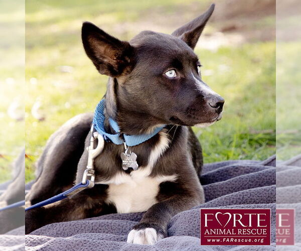 Medium Photo #2 Border Collie-Siberian Husky Mix Puppy For Sale in Marina del Rey, CA, USA