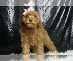 Puppy Muffin F1BB Cavapoo
