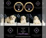 Small Photo #22 Maltipoo (Miniature) Puppy For Sale in WARSAW, IN, USA