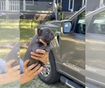 Small Photo #3 French Bulldog Puppy For Sale in PEORIA, IL, USA