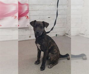 Mutt Dogs for adoption in San Bernardino, CA, USA