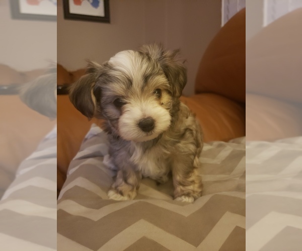 Medium Photo #1 Morkie Puppy For Sale in GAINESVILLE, FL, USA