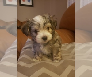 Morkie Puppy for sale in GAINESVILLE, FL, USA