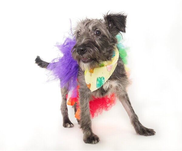 Medium Photo #11 Mutt Puppy For Sale in Phoenix, AZ, USA