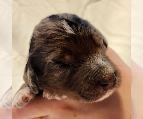 Medium Photo #5 F2 Aussiedoodle Puppy For Sale in COLUMBIA, TN, USA