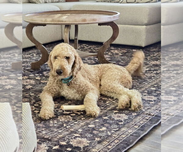 Medium Photo #1 Goldendoodle Puppy For Sale in Mooresville, NC, USA