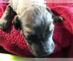 Small Photo #28 Goldendoodle Puppy For Sale in COVINGTON, GA, USA