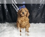 Small Photo #4 Cavapoo (Miniature) Puppy For Sale in WARSAW, IN, USA