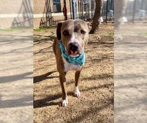 Mutt Dogs for adoption in Tulsa, OK, USA