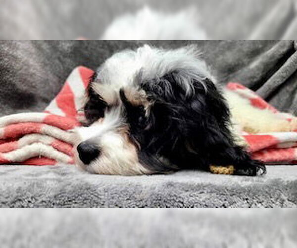 Medium Photo #3 Cavalier King Charles Spaniel Puppy For Sale in Lincolnwood, IL, USA