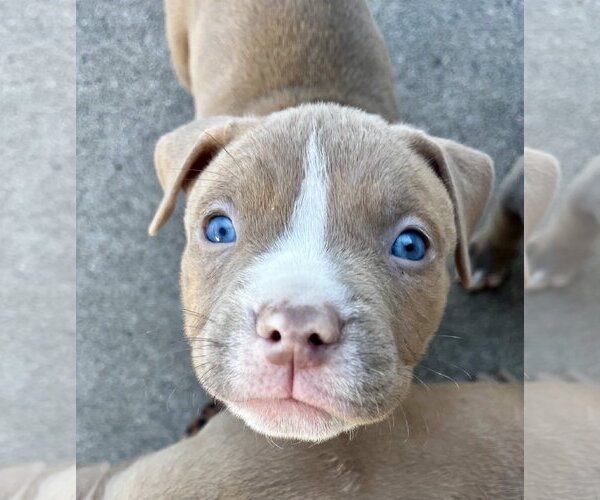 Medium Photo #2 Bulldog-Unknown Mix Puppy For Sale in Brooklyn Center, MN, USA